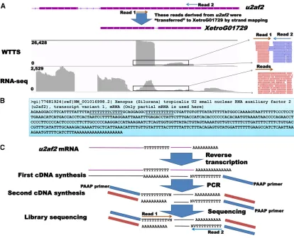 Figure 5 An example of artifactual reads produced foroverlaps visualized by IGV. The WTTS-seq library produced two clusters of reads (read 1 and read 2) with opposite directions