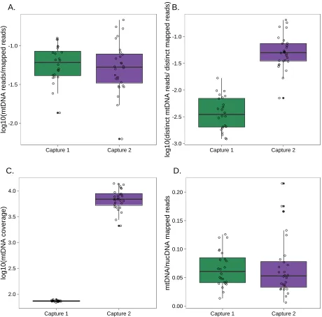 Figure S5. Post-capture coverage of mitochondrial genome (mtDNA). (A) Capture 2 had a similar proportion of fragments that mapped to mtDNA as Capture 1
