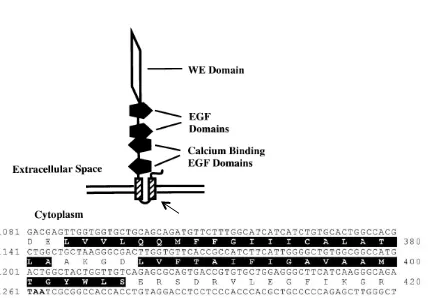 Figure S1. The structure of human CRELD1. The sequences highlighted in 