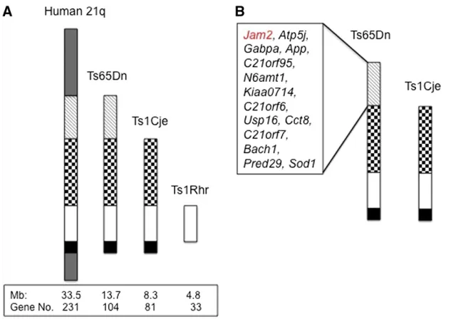 Figure 1 Down syndrome mouse models used in thisstudy. (A) Sizes and gene numbers of the three trisomicmouse models used in this study