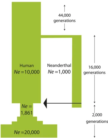 Figure 3 Neanderthal admixture over 2000 generations in a simulationfunction of time. The average frequency of these markers, an estimateof the total admixture fraction, is reduced by selection on linked deleteriouswhere all mutations are recessive