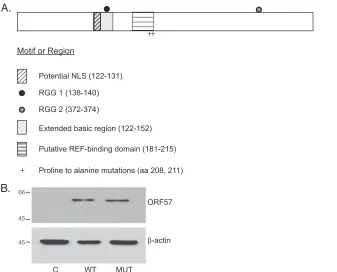 FIG 1 Construction and expression of mutant ORF57 defective for REF/Aly binding. (A) Diagram of ORF57 protein motifs and sites of REF/Aly-bindingmutation