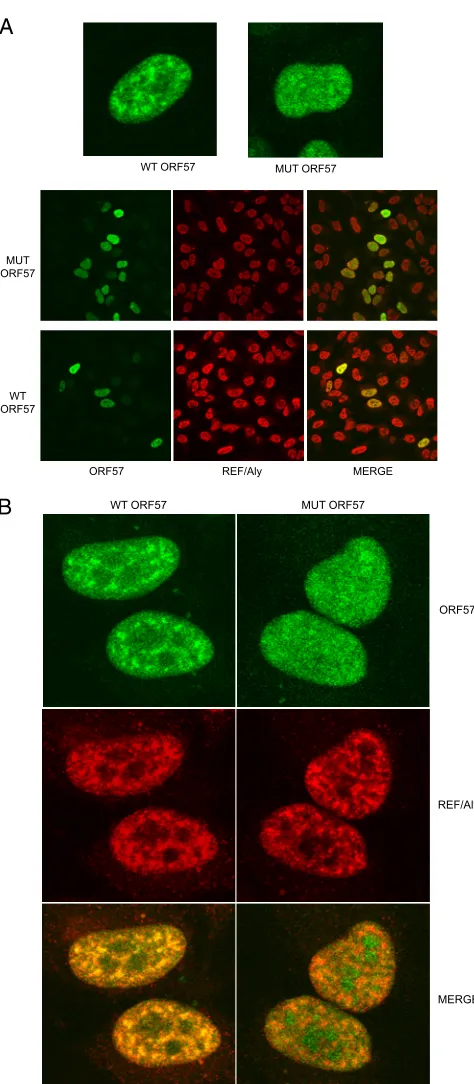 Fig. 5A, ORF57Pmut was less active than wtORF57 in enhancing