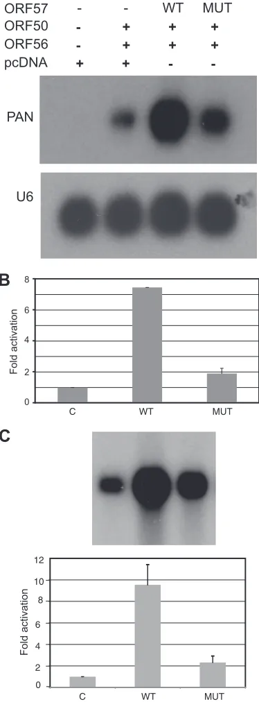 FIG 4 Effect of mutant or wtORF57 on ORF59 expression. (A) RNA wasisolated from HeLa cells transfected in duplicate with ORF59 and eitherwtORF57 (WT), ORF57Pmut (MUT), or empty vector (C), and Northernblotting was performed with ORF59 probe