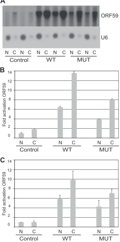 FIG 6 Effect of wild-type or mutant ORF57 on nuclear and cytoplasmic ac-cumulation of ORF59 mRNA