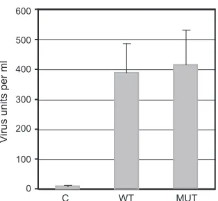 FIG 8 Rescue ofstably carrying(C), wtORF57 (WT), or ORF57Pmut (MUT). At 24 h posttransfection, cellswere infected with Ad50 and treated with TPA to induce KSHV replication.After an additional 96 h, supernatants were collected, ﬁltered and used to infect293