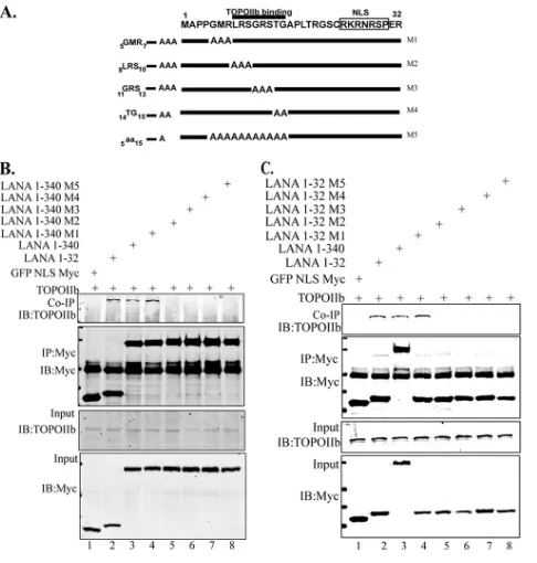 FIG 5 The aa 1 to 32 region of the amino terminus of LANA is responsible forTopoIItions of aa 1 to 32 of the LANA N-terminal region