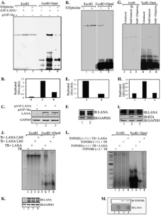 FIG 6 TopoII� is required for KSHV latent DNA replication. (A) HEK 293L cells were transfected with TR plasmid along with pA3F-LANA or empty vectorpA3F