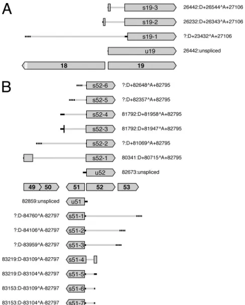 FIG 4 Diagram illustrating splicing patterns at the 5= ends of ORF19 (A) andORF51 and ORF52 (B) and their predicted effects on protein expression