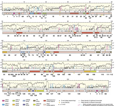 FIG 1 Map of the AngHV1 genome showing transcription and splicing of ORFs predicted to encode functional proteins