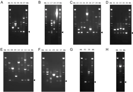 FIG 2 RT-PCR products generated from AngHV1 splice junctions supported by �10 reads in data set S1 (set II) in the supplemental material and visualized byagarose gel electrophoresis