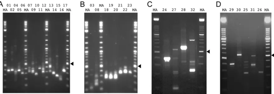 FIG 3 RACE products generated from AngHV1 transcripts and visualized by agarose gel electrophoresis