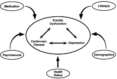 Figure 1 Integrated model of depression, erectile dysfunction and cardiovascular disease Adapted from (Goldstein, 2000) 