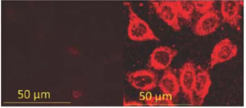 Figure 9. Synthesis of polymer-modiﬁed NCs, redrawn according to a),85 b)156 and c).158