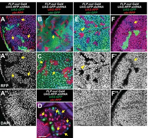 Figure S1. Additional data relevant to Figure 1 (A) Wing imaginal disc with FLP-out clones expressing GFP before dissection