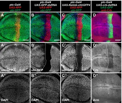 Figure S2. Additional data relevant to Figure 2 (A-D) Wing imaginal discs expressing ubiquitination of GFP and degradation via the proteasome