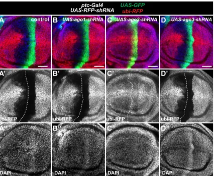 Figure S3. Additional data relevant to Figure 3 (A-D) Wing imaginal disc with ptc-Gal4 expression of GFP (green) and RFP-shRNA, in an ubi-RFP background