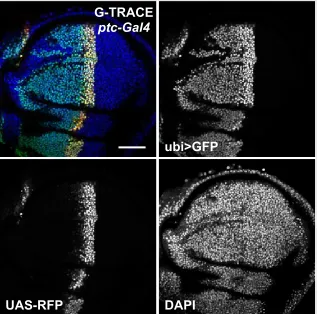 Figure S4. Additional data relevant to Figure 4. G-TRACE analysis of ptc-Gal4 in the wing imaginal disc