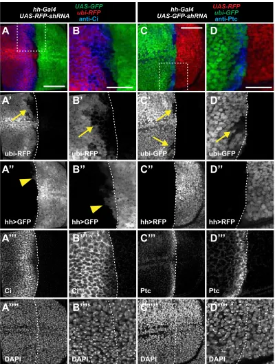 Figure S5. Additional data relevant to Figure 5. Anterior shadow RNAi cells produced from indicate shadow RNAi cells in anterior compartment.in an expression of and compartment