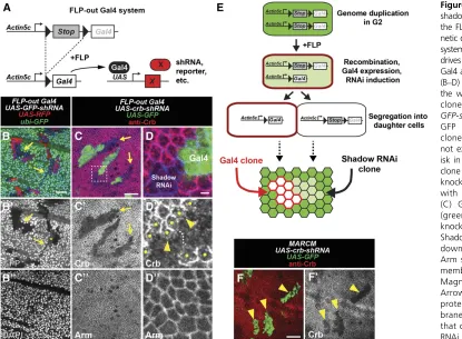 Figure 1 Gene knockdown in