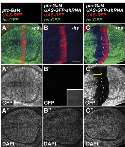 Figure 3 RNAi persistence does not require past expression of targetBars, 50maximum exposure
