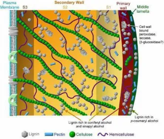Figure 1.2: The relative contributions of the three major monolignols to the lignin in the various layers and the cell wall-bound enzymes might participate in the various steps of lignification10
