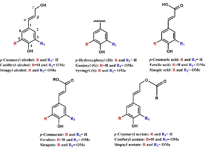 Figure 1.3: The chemical structures of three classical monolignols (Top left). The three building blocks of lignin (Top middle)