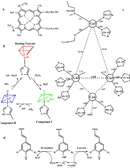 Figure 1.4: a) Structure of iron heme group in Horseradish Peroxidase23; b) Catalytic cycle of heme peroxidase22a; c) Structure of multi-copper cluster in laccase24; d) Monolignol oxidative dehydrogenation by HRP or laccase