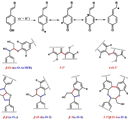 Figure 1.5:.Delocalization of unpaired electron over the molecule of phenoxy radical (top)