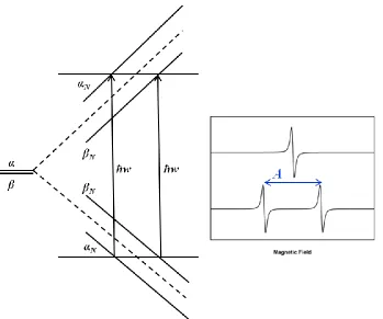 Figure 1.7: The hyperfine interaction resulting in four energy levels and the corresponding two EPR transitions (Δ
