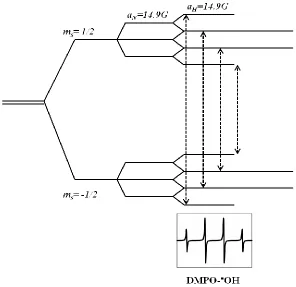 Figure 2.2: The hyperfine splittings of DMPO-OH spin adduct in aqueous solution and its corresponding EPR spectrum