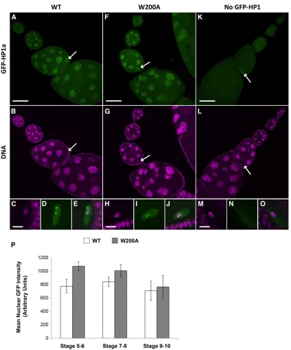 Figure 5 Wild-type and W200A GFP-HP1a protein expression levels and localization in the female germline are similar