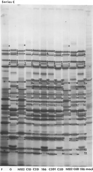 FIG. 7.with Autoradiographic images of electrophoretically separated polypeptides labeled in cells infected series C intertypic recombinants from 9 to 10 h postinfection.o399