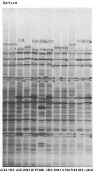 FIG. 9.with Autoradiographic images of electrophoretically separated polypeptides labeled in cells infected series D intertypic recombinants from 4.5 to 6 h postinfection.