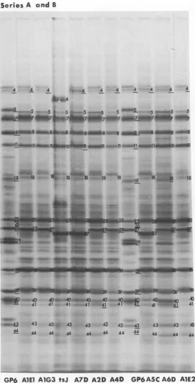 FIG. 3.with Autoradiographic images of electrophoretically separated polypeptides labeled in cells infected series A intertypic recombinants firom 4.5 to 6 h postinfection.