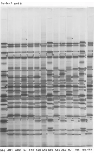 FIG. 4. AutoradiograpI