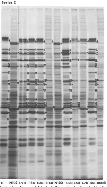 FIG. 5.Parentalwith Autoradiographic images of electrophoretically separated polypeptides labeled in cells infected series C intertypic recombinants fr-om 1 to 3 h postinfection as described in Materials and Methods