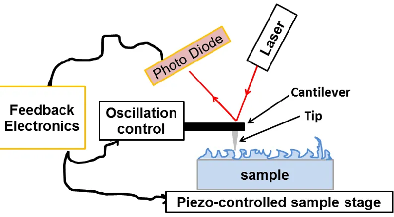 Figure 2.3 Schematic of Atomic Force Microscopy primary components.  Motion in the plane of the sample is controlled by X and Y piezo motors on the sample stage