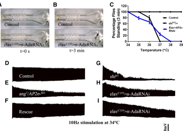 Figure 5 ReducingThese animals recovered within 2 min whenshifted to 25RNAi/+) andcauses temperature-sensitive paralysis at elevatedtemperature
