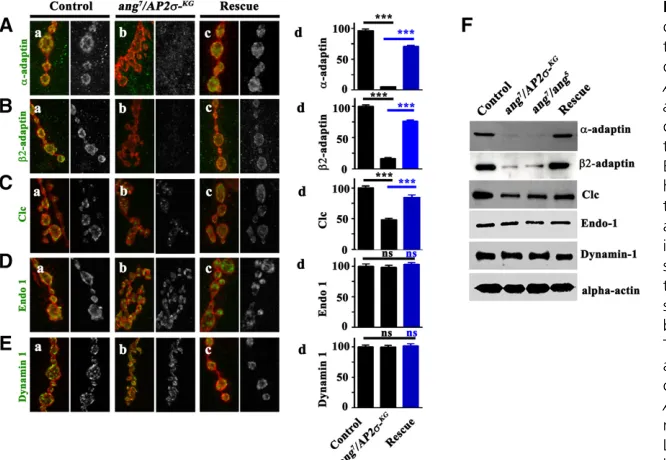 Figure 7 swith anti-GFP antibody. For the EYFP-Clc experiment, the control genotype was elavC155/+; EYFP-Clclevel of clathrin was assessed by probing the blotsLevel ofcomplex and clathrin stability