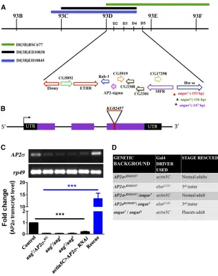 Figure 1 angurregions in these dein controls,smallest subunit of adapter protein 2 (AP2) com-plex