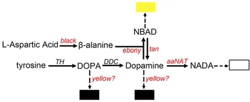 Figure 1 A summary of the melanin pathway in insects. [Redrawn fromWright (1987).] Black melanin originates from either DOPA or dopamine,which are converted from tyrosine by TH and DDC