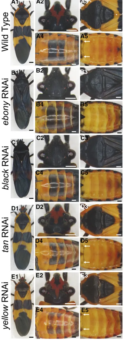 Figure 2B4). The dorsal abdomen and most of the nonblack