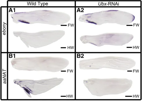 Figure 4 In situlonger expressed in the hindwing. FW, forewing; HW, hindwing. Scalebars, 200 hybridization of ebony and aaNAT in developing wild-type and Ubx RNAi Oncopeltus wings