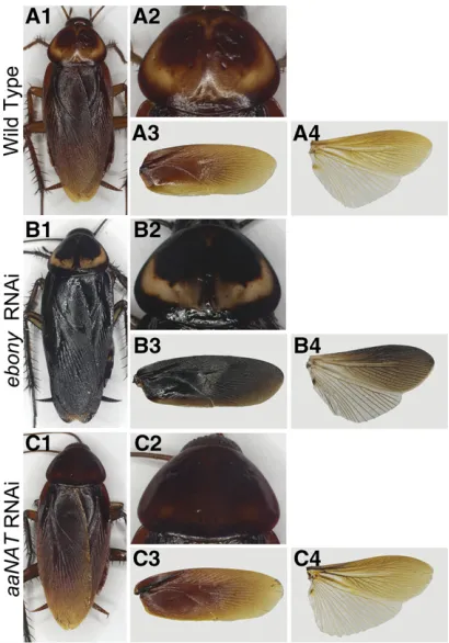 Figure 5 The functions ofanization. (B1) The increase in melanization resulted in a black appear-ance