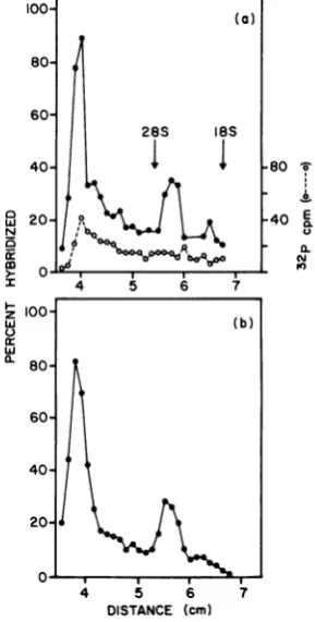 Fig.HThe 1 or subsequent experlments.owever, anmRNA smaller than 105 would not have beendetected.
