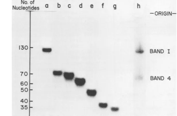 FIG. 3.experimentalbeenbandslabeledofDNAHae isolated Polyacrylamide gel electrophoretic patterns ofcDNA 5' bands 1 to 7