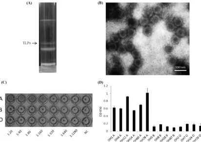 FIG 8 Puriﬁcation, hemagglutination (HA), and binding to saliva samples of the triple-layered particles (TLPs) of a P [9] rotavirus (Arg 720 strain)