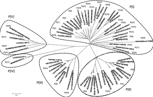 FIG 2 Phylogenetic tree of rotavirus VP8*. The phylogenetic tree was generated based on the VP8*sequences (aa 46 to 231) using the neighbor-joining method.Seventy-one prototype and/or reference rotaviruses, representing all 35 known genotypes, were selecte