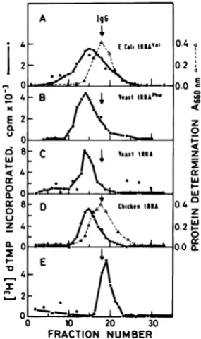 FIG. 4.glycerolMoloneytRNAtext.enzyme10 pg Binding ofreverse transcriptase topurified species
